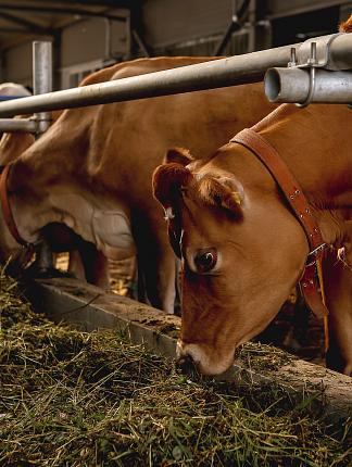Чем полезно молоко джерсейских коров?
