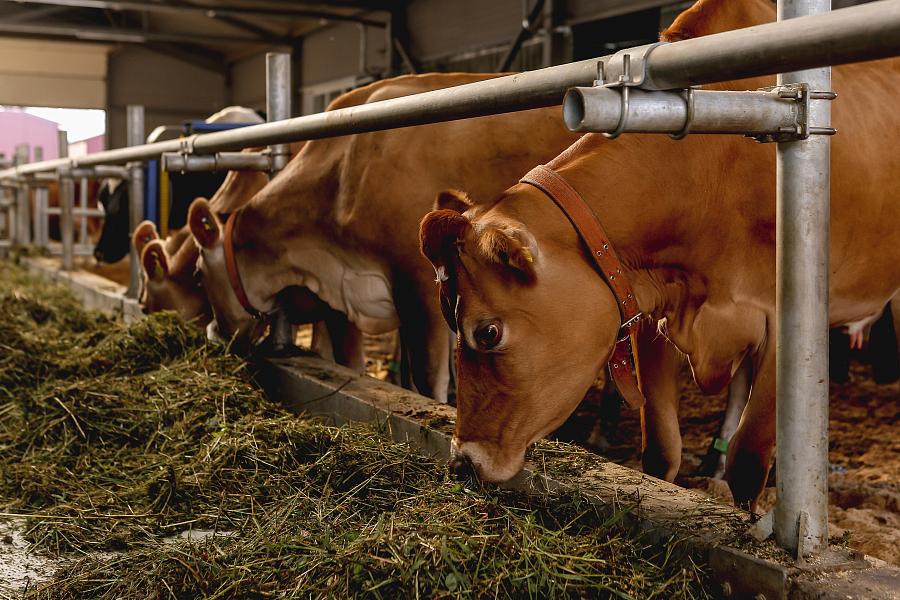 Чем полезно молоко джерсейских коров?