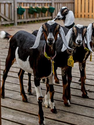 Участвуем в выставке "Звезды Подмосковья"