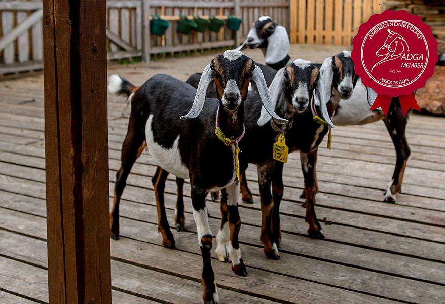 Новый магазин фото