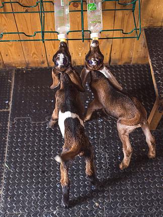5 веских причин, почему мы разводим коз англо-нубийской породы
